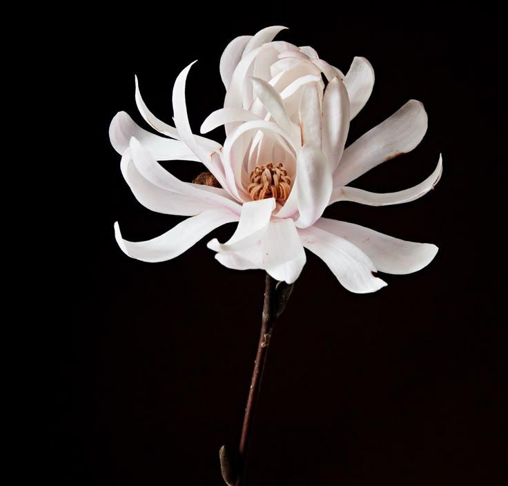 Mystic Sunset: Bold Petals Dancing in Dusk